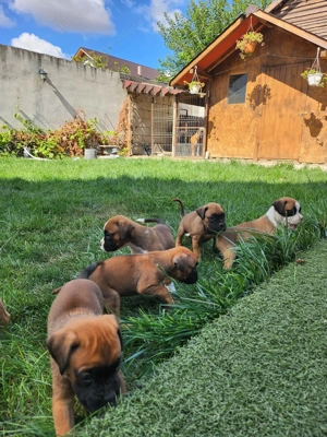 In cautarea unui nou camin - imagine 4 In cautarea unui nou camin - imagine 4