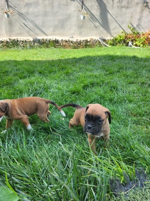 In cautarea unui nou camin - imagine 3 In cautarea unui nou camin - imagine 3