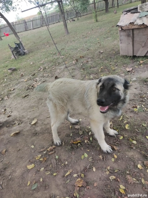 Vând câine Ciobanesc de Asia Centrală învârstă de 5 luni!