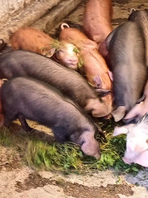 Purcei disponibili 9 săptămâni  - imagine 2 Purcei disponibili 9 săptămâni  - imagine 2