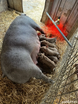 Purcei de vânzare - imagine 4 Purcei de vânzare - imagine 4