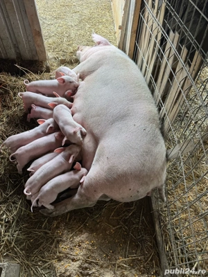 Purcei de vânzare - imagine 3 Purcei de vânzare - imagine 3