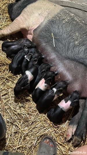 Vand porci si purcei - imagine 5 Vand porci si purcei - imagine 5