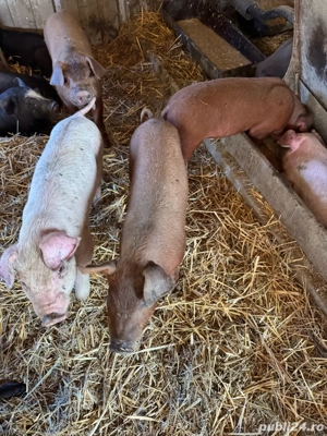 Purcei de vânzare - imagine 2 Purcei de vânzare - imagine 2