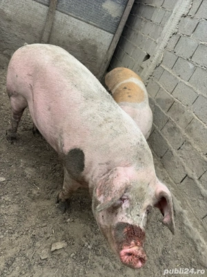 Porci de vânzare