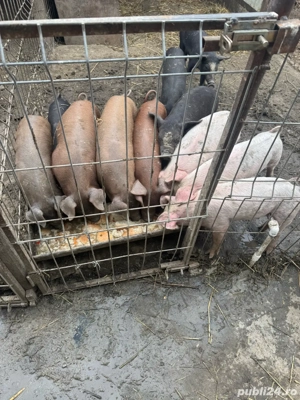 Purcei de rasa - imagine 2
