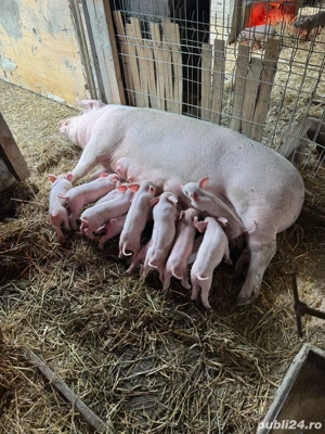 Purcei de rasa - imagine 5