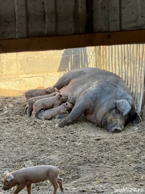 Purcei de rasa - imagine 3