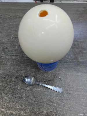 Vând ouă de struț goale sau pline 