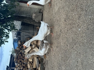 Vând gâște holmogor frumoase