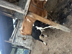 Vând vacă bălțată românească