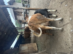 Vând vacă bălțată românească  - imagine 4 Vând vacă bălțată românească  - imagine 4