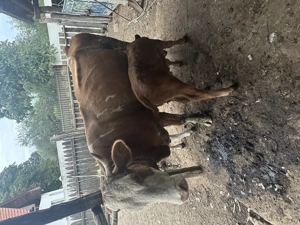 Vând vacă bălțată românească  - imagine 5 Vând vacă bălțată românească  - imagine 5