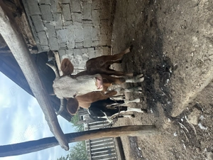 Vând vacă bălțată românească  - imagine 3 Vând vacă bălțată românească  - imagine 3