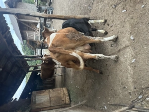 Vând vacă bălțată românească  - imagine 2 Vând vacă bălțată românească  - imagine 2