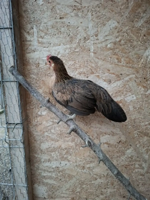 Vând Phoenix   - imagine 3