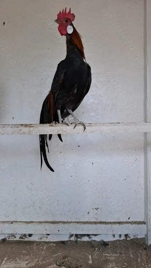 Vând Phoenix   - imagine 4