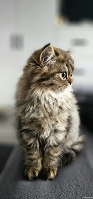 British longhair taby 