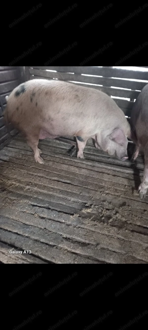 Porc 160-170kg de vanzare
