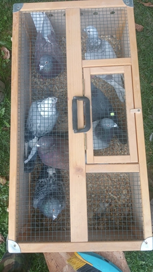 Porumbei voiajori cu origini bune !  - imagine 3