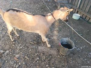 Vând capra  - imagine 4