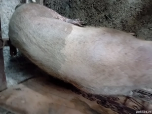 Purcea de vazare  - imagine 5 Purcea de vazare  - imagine 5