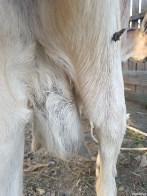 Vând capra  - imagine 2