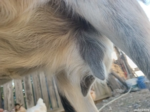 Vând capra  - imagine 3