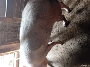 Purcea de vazare  - imagine 3 Purcea de vazare  - imagine 3