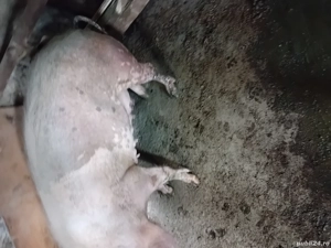 Purcea de vazare  - imagine 2 Purcea de vazare  - imagine 2