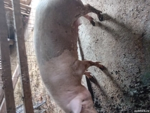 Purcea de vazare  - imagine 4 Purcea de vazare  - imagine 4