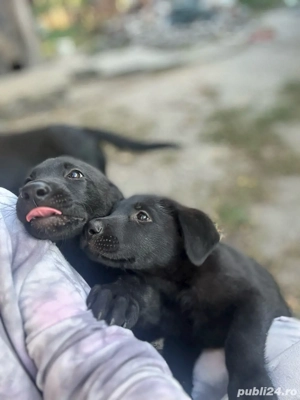 Labrador negru - imagine 5