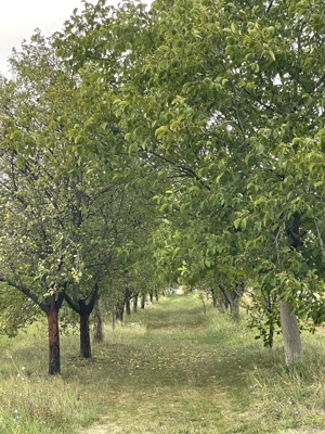 vand teren  -Tarina Mica-Lugoj