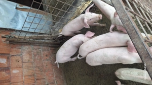 Vand soldani tn70 cu landras pur 