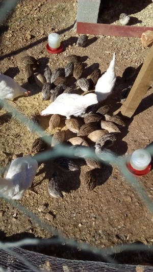 Prepelițe de diferite vârste 