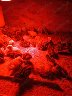 Prepelițe de diferite vârste  - imagine 2 Prepelițe de diferite vârste  - imagine 2