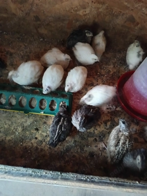 Prepelițe de diferite vârste  - imagine 3 Prepelițe de diferite vârste  - imagine 3