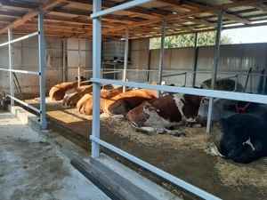 Vaci, rasa de lapte  - imagine 4