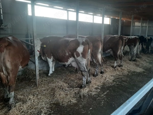 Vaci, rasa de lapte  - imagine 3