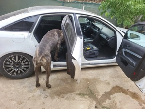 Audi A 6 2008 automat  - imagine 3 Audi A 6 2008 automat  - imagine 3