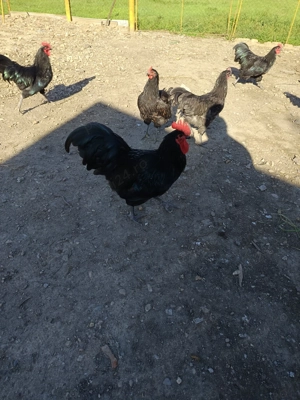 Cocoși Australorp negru de 2025 - imagine 3