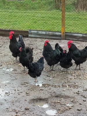 Cocoși Australorp negru de 2025