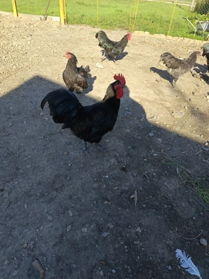 Cocoși Australorp negru de 2025 - imagine 2
