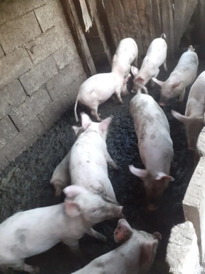 Vând purcei Marele.Alb