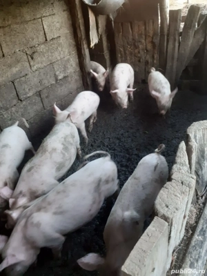 Vând purcei Marele.Alb - imagine 2