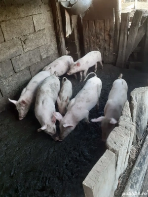 Vând purcei Marele.Alb - imagine 3