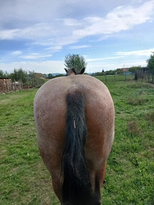 Vând iapa  - imagine 2