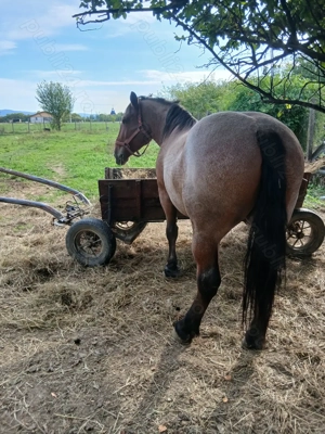 Vând iapa  - imagine 3