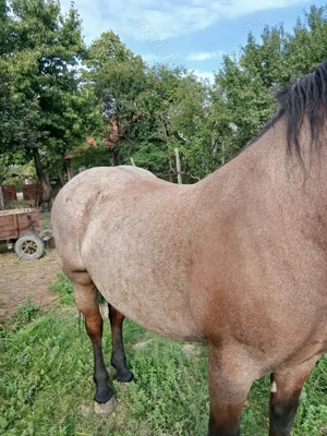 Vând iapa  - imagine 5