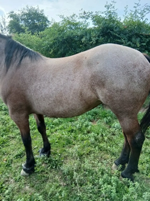 Vând iapa  - imagine 4